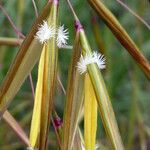 Helictochloa pratensis Drugo