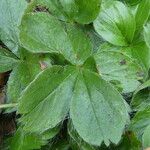 Potentilla caulescens Fuelha