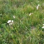 Eriophorum latifolium عادت داشتن