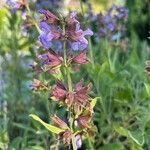 Salvia officinalis പുഷ്പം