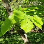 Quercus mongolica Blatt