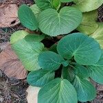 Bergenia crassifoliaFoglia