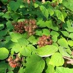 Rubus phoenicolasius Folha