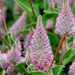 Ptilotus extenuatus Flor