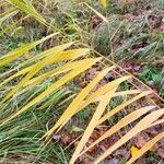 Phragmites australis Levél