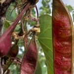 Cercis griffithii Fruit