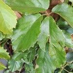 Cissus alata Leaf