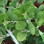 Capparis cartilaginea Leaf