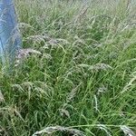 Calamagrostis canescens Blüte