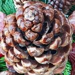 Pinus pinea Fruit