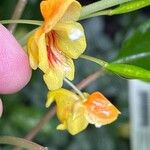 Impatiens auricoma Blomst