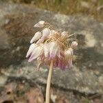 Allium roseum Virág