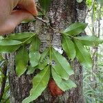 Anthocarapa nitidula Leaf