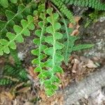 Asplenium ceterach 叶