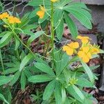 Tagetes lucida പുഷ്പം