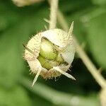 Rubus pruinosus Fruit