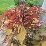 Plectranthus scutellarioidesBlad