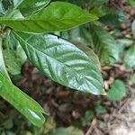 Psychotria carthagenensis Hoja