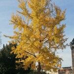 Ginkgo biloba Blatt