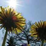 Taraxacum rubicundum Fula