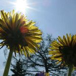 Taraxacum rubicundum Flower