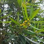 Tristaniopsis laurina फूल