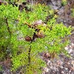 Juniperus pinchotii ഫലം