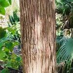 Cupressus pendula Bark