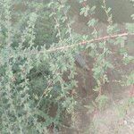 Prosopis cineraria Leaf