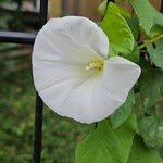 Calystegia silvatica Kukka