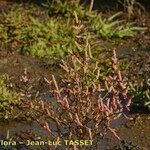 Salicornia procumbens Характер