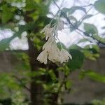 Staphylea colchicaFloare