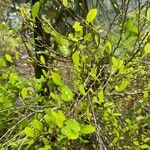 Erythroxylum coca Lehti