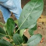 Cordia gerascanthus Blad