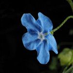 Omphalodes nitida Flower