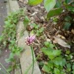 Allium acutiflorum Lorea