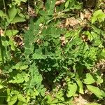 Lathyrus niger Hoja