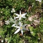 Ornithogalum divergensᱵᱟᱦᱟ