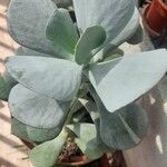 Cotyledon orbiculataഇല