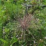 Allium schubertii Flower