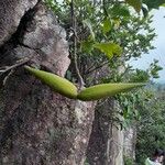 Gymnema sylvestre Frucht