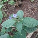 Eranthemum pulchellum Övriga