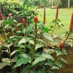 Costus spiralisFruct