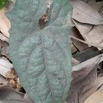 Ipomoea obscura Leaf