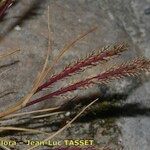 Catapodium marinum Habit