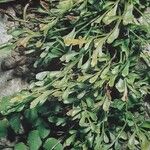 Asplenium x alternifolium 形態