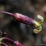 Caulanthus heterophyllus Flower