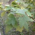 Ribes americanum List