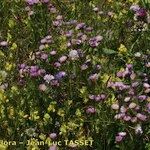 Erigeron atticus Habitus