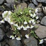 Cerastium latifolium Çiçek